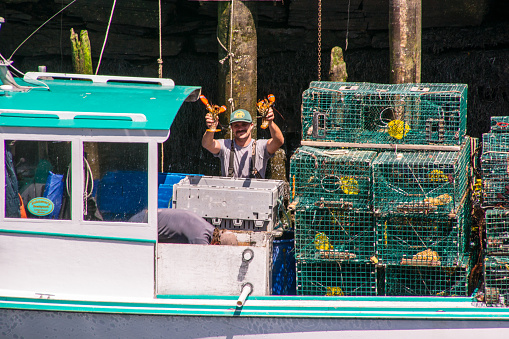 Portland, ME, USA, August 10, 2015: A lobster fishermen displays his catch at dockside in Portland Maine harbor.