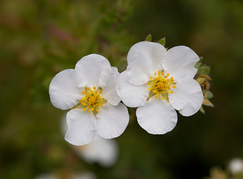 This is a low perennial deciduous shrub up to one to two meters.