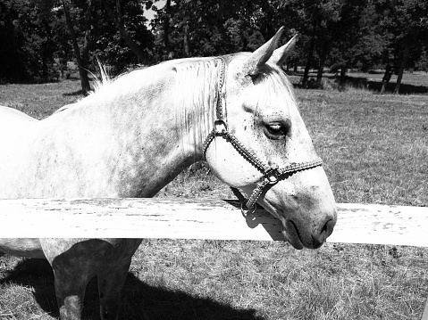 Portrait of white Lipizzaner stallion, Lipica, Slovenia, black and white image