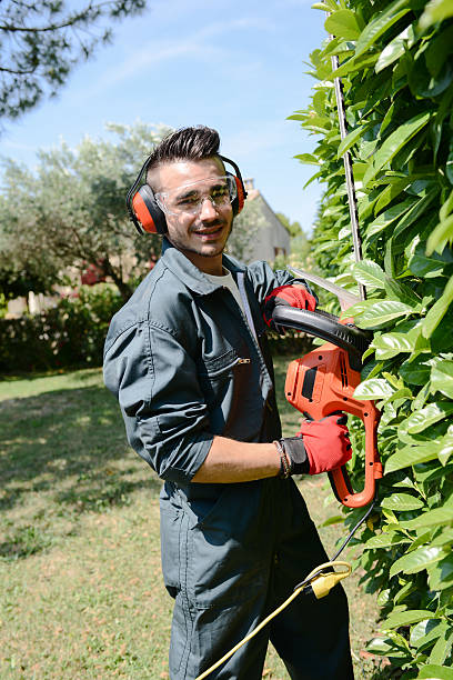 istock handsome young man gardener trimming hedgerow in a park outdoor 485277708
