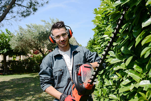 gut aussehender junger mann gärtner schneiden hedgerow in einem park im freien - gartenarchitekt stock-fotos und bilder