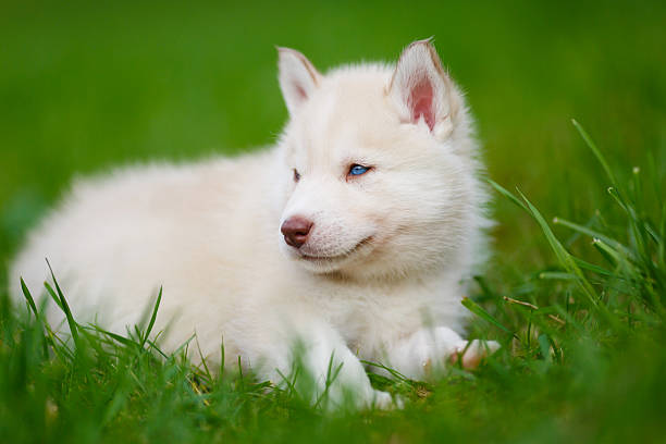 istock Husky puppy on a green grass 485277800
