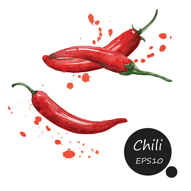 ilustrações de stock, clip art, desenhos animados e ícones de chilies pintura em aquarela sobre fundo branco vector inicial - pepperoni