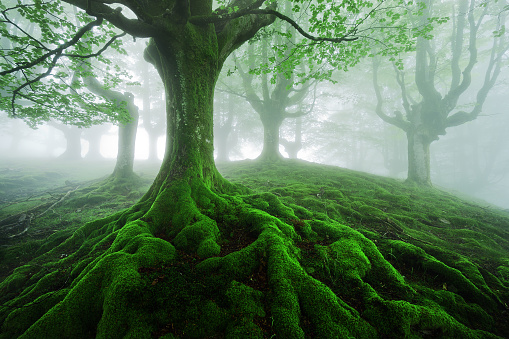tree with twisted roots in foggy forest