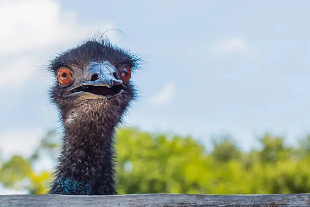 Photo of Emu looking at camera