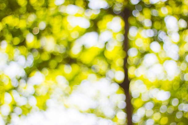 istock Background Bokeh from sun under the shade of trees. 485280478
