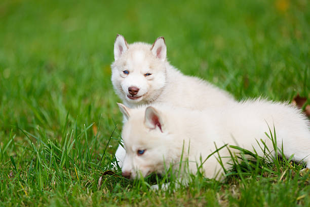 istock Husky puppy on a green grass 485281370