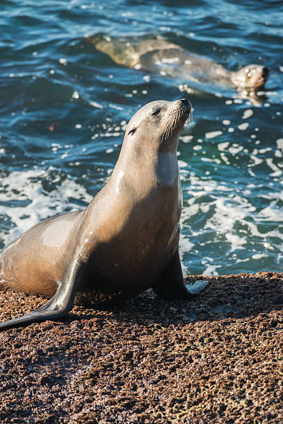 istock San Diego Sea Lion 485281438