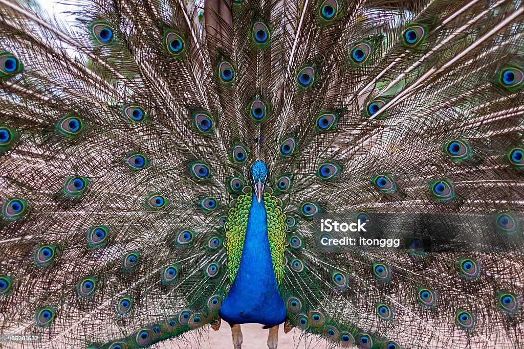Portrait of beautiful peacock with feathers out Close up portrait of beautiful peacock with feathers out in the zoo. 2015 Stock Photo