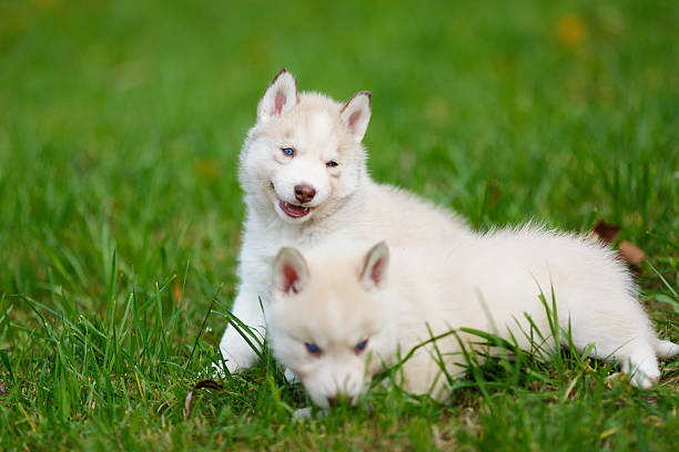 istock Husky puppy on a green grass 485281902