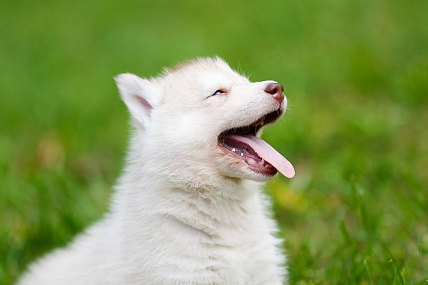 istock Husky puppy on a green grass 485281926