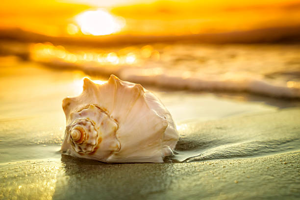 Conch shell, sunrise and ocean waves Dramatic sunrise or sunset with a close-up of a colorful shell. seashell stock pictures, royalty-free photos & images