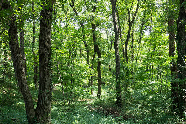 istock Hachikokuyama Park 485284998
