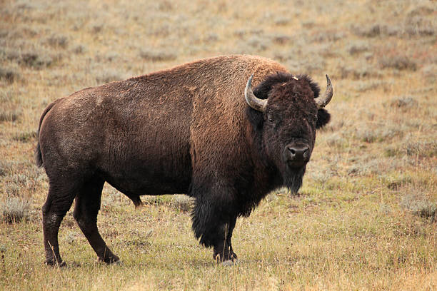 istock Male Buffalo Standing in a Autumn Grassland 485285172