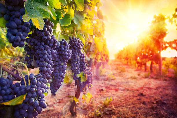 vineyard mit reife weintrauben in landschaft bei sonnenuntergang - winery autumn vineyard grape stock-fotos und bilder