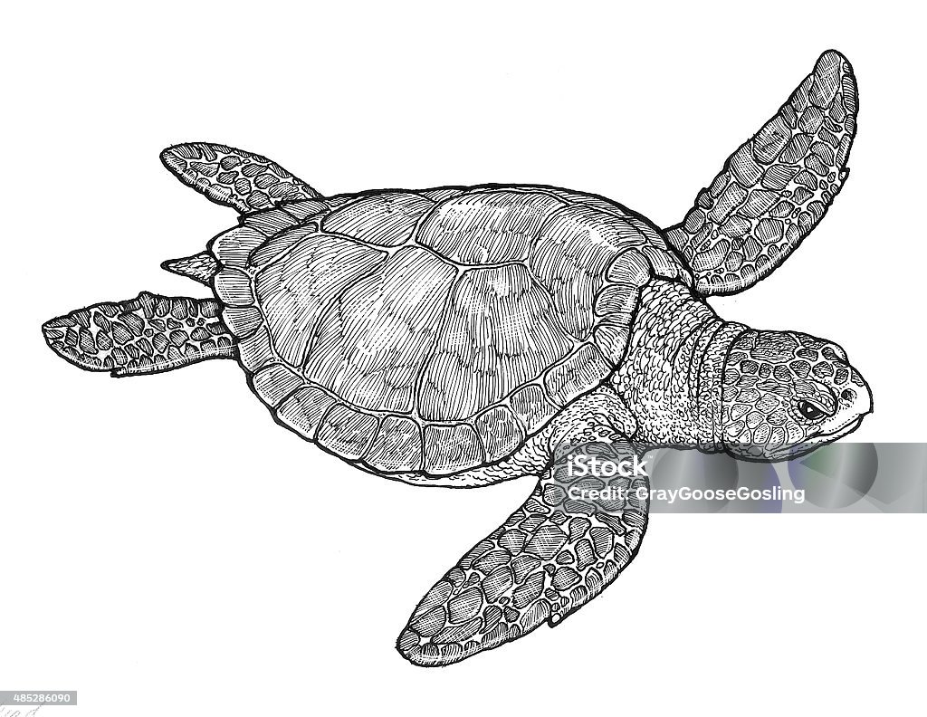 Rùa Biển Hình minh họa Sẵn có - Tải xuống Hình ảnh Ngay bây giờ ...