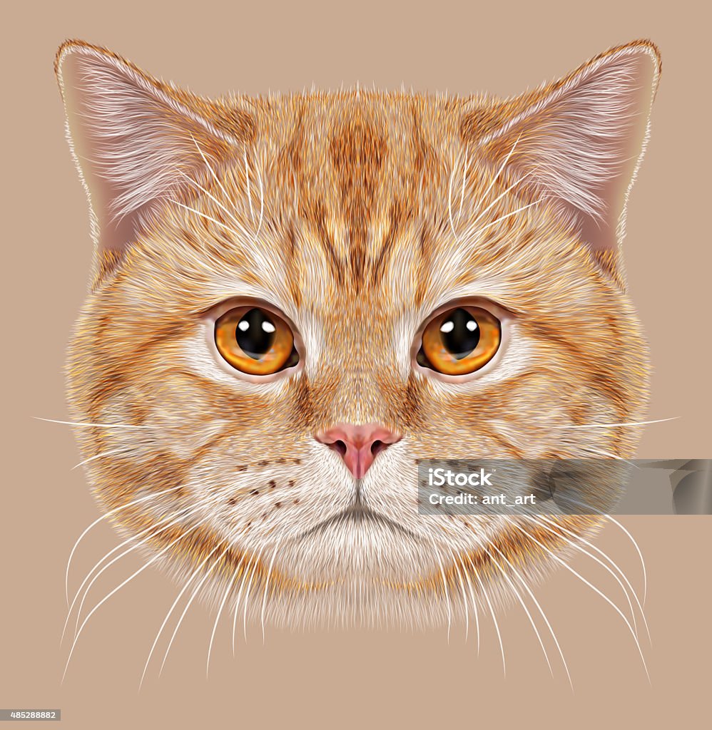 Illustration of Portrait British short hair Cat Cute orange Domestic cat with copper eyes 2015 stock illustration