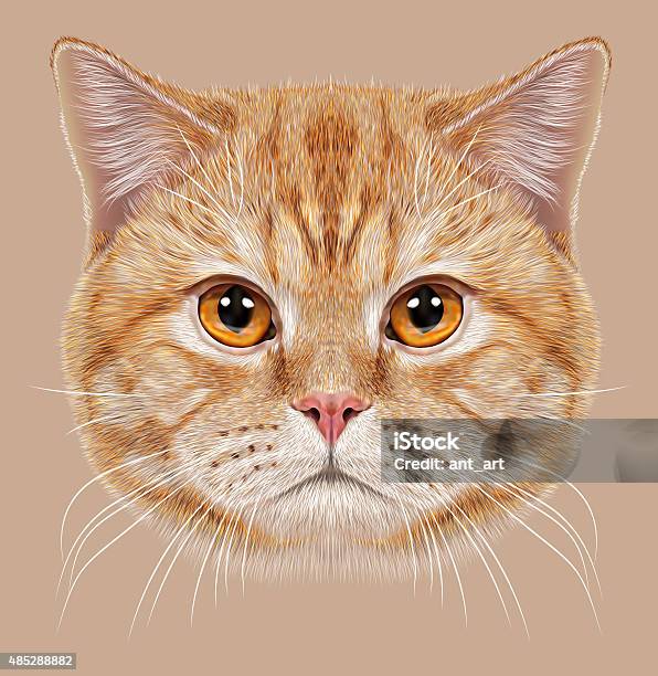 Illustration Of Portrait British Short Hair Cat Stock Illustration - Download Image Now - 2015, Animal, Animal Body Part