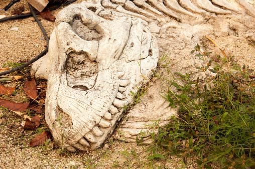 Bone Head dinosaur (Tyrannosaur) and sand