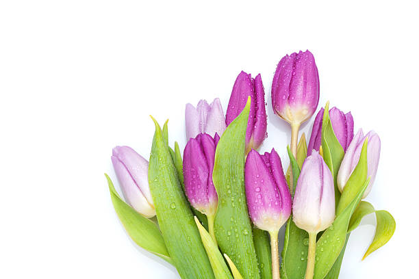 istock Purple tulips bouquet 485289322