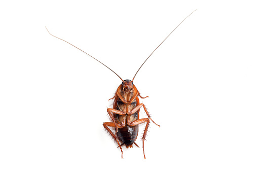 Little single upturned cockroach isolate on white background