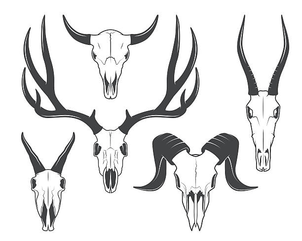 Animals skulls vector art illustration