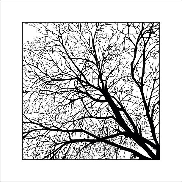 frame frame of tree branches roots music stock illustrations