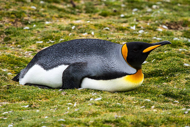 istock King Penguin  - After Lunch ...Siesta ! 485289517