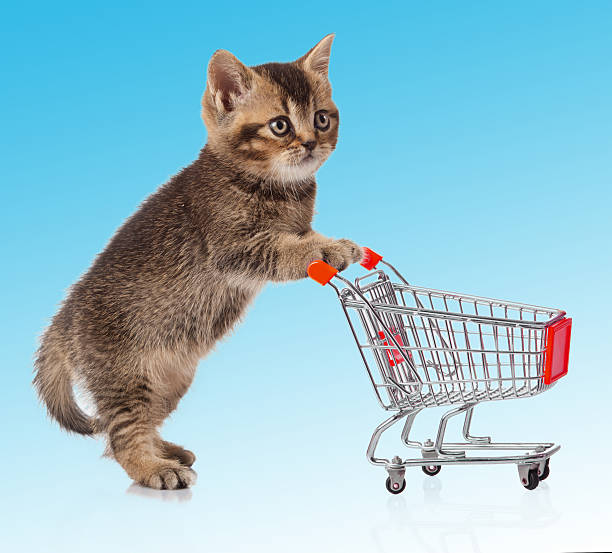 istock british cat with shopping cart 485289695