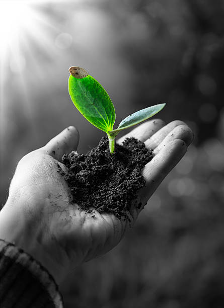 istock agriculture concept - small plant 485289971