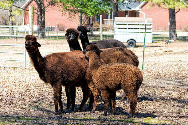 istock Peruvian Alpaca Family Group - Vicugna pacos 485290065