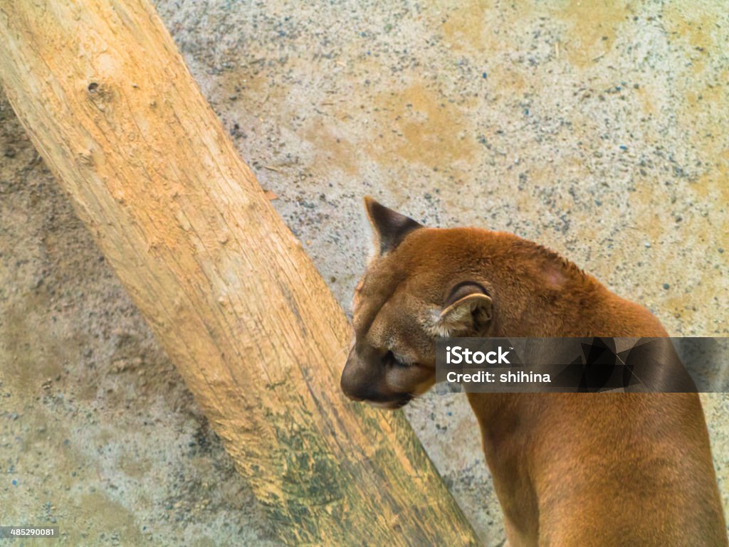 Walking Puma (Mountain Lion, Cougar) Activity Stock Photo