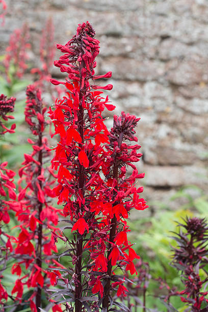 Vivid Cardinal flower in bloom. Striking vivid red of the Cardinal flower open in flower. lobelias stock pictures, royalty-free photos & images