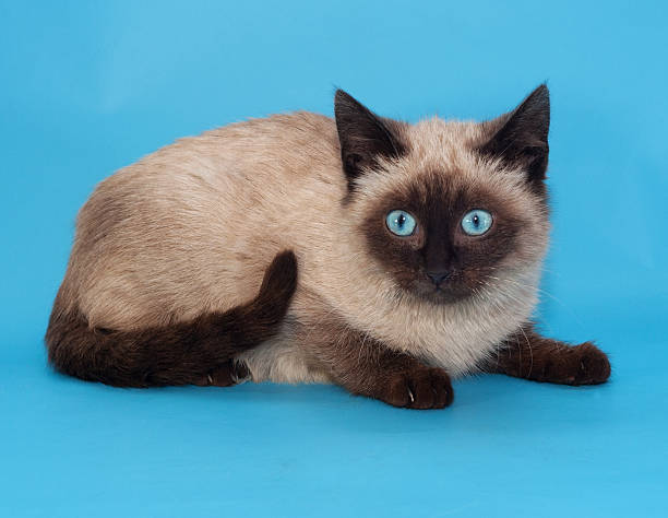 istock Seal point Siamese kitten with blue eyes 485291025