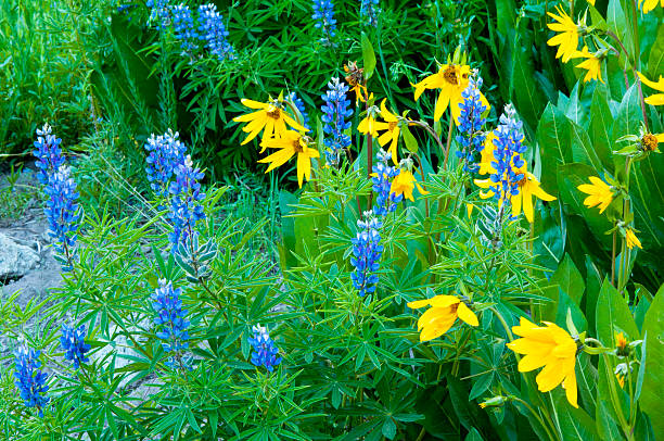 blue łubin i artic sunflowers rozkwiecony masy. - wildflower flower colorado lupine zdjęcia i obrazy z banku zdjęć