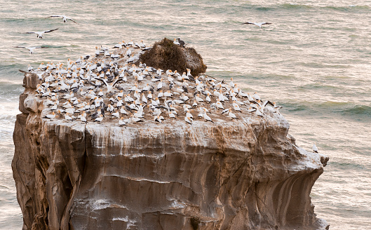 The Gannet colony at Muriwai in New Zealand