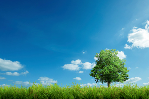 nature, grass, tree and blue sky