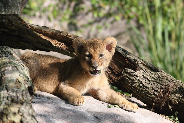 Lion Cub stock photo