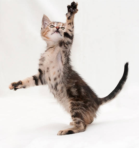 istock Tricolor kitten on gray background 485292001
