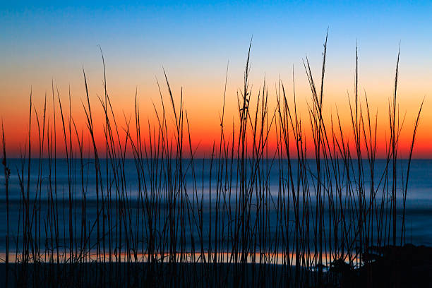 gras der dünen dawn - sand sea oat grass beach sand dune stock-fotos und bilder