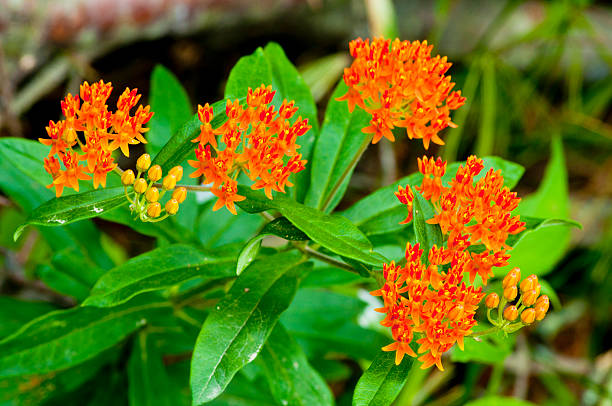 istock Orange Butterfly Weed in bloom. 485292971