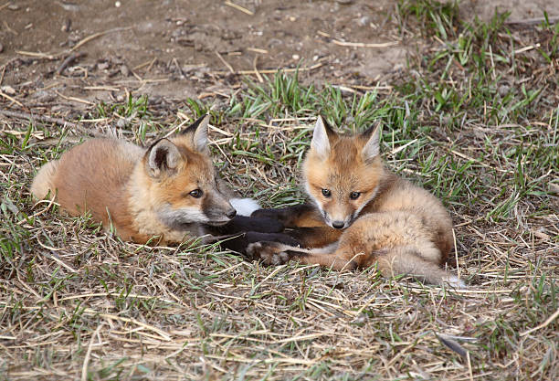 istock Two Red Fox pups outside their den 485293007