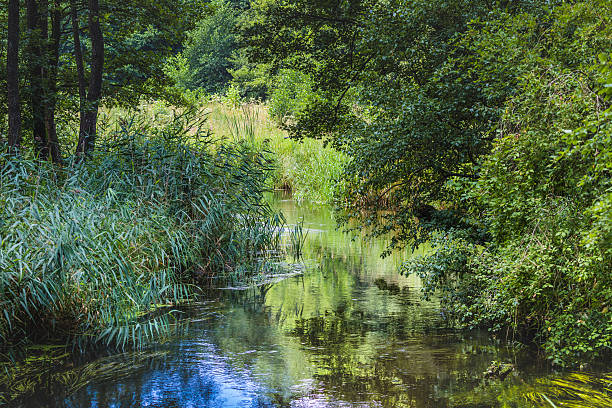 istock River Black Hancza. Suwalsczyzna. Poland 485293270