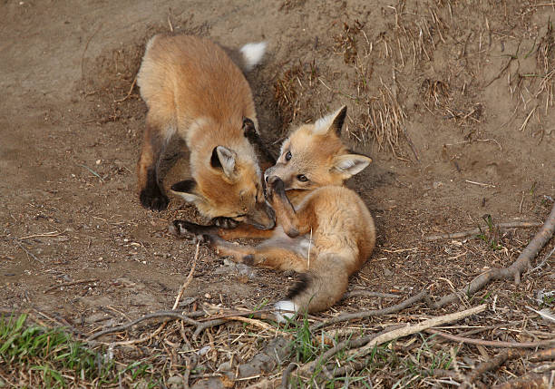 istock Two Red Fox pups playing outside their den 485293287