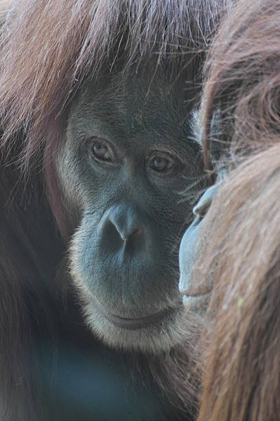 istock Red orangutan couple 485293515