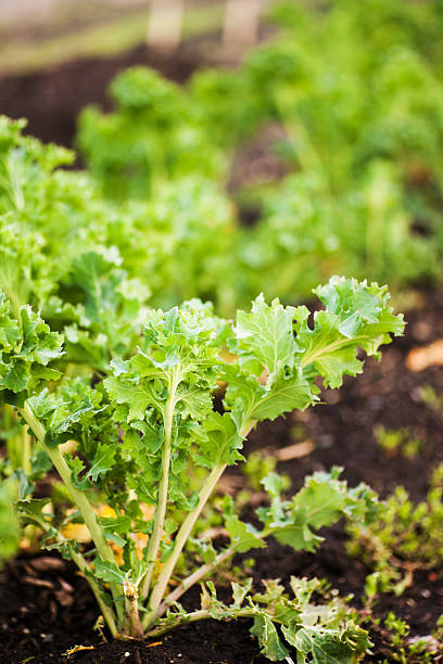 istock Fresh kale in the garden 485293933
