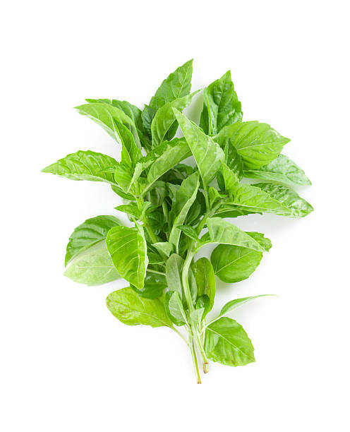 istock Fresh garden herbs. Green basil 485293942