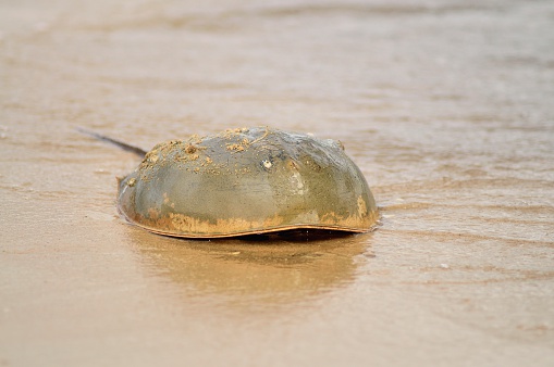 This Horseshoe crab has a barnacle on its shell and it looks like an eye, could be a whale with a little work