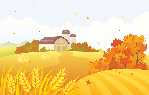 Vector illustration of a beautiful fall farm scene with wheat fields and barns. RGB colors.