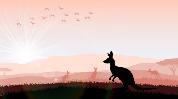 실루엣 캥거루를 더 먹이기 밝은 선셋 - australian landscape stock illustrations